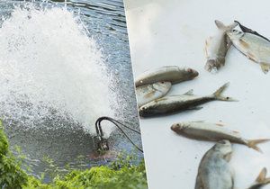 V Čimickém rybníku bojují ryby o přežití.