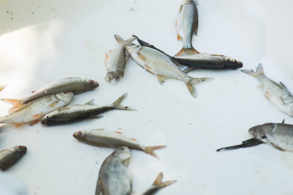 Ryby po celém světě zřejmě ohrožuje látka známá jako 6PPD. Vyskytuje se mimo jiné v pneumatikách. (ilustrační foto)