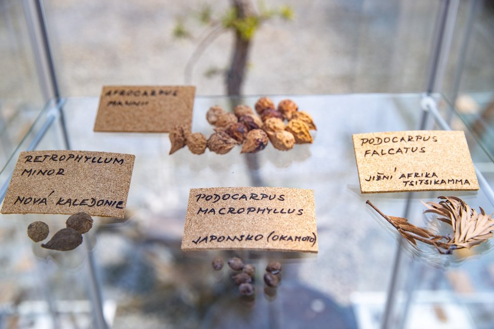 V trojské Botanické zahradě začala obří výstava o jehličnanech.