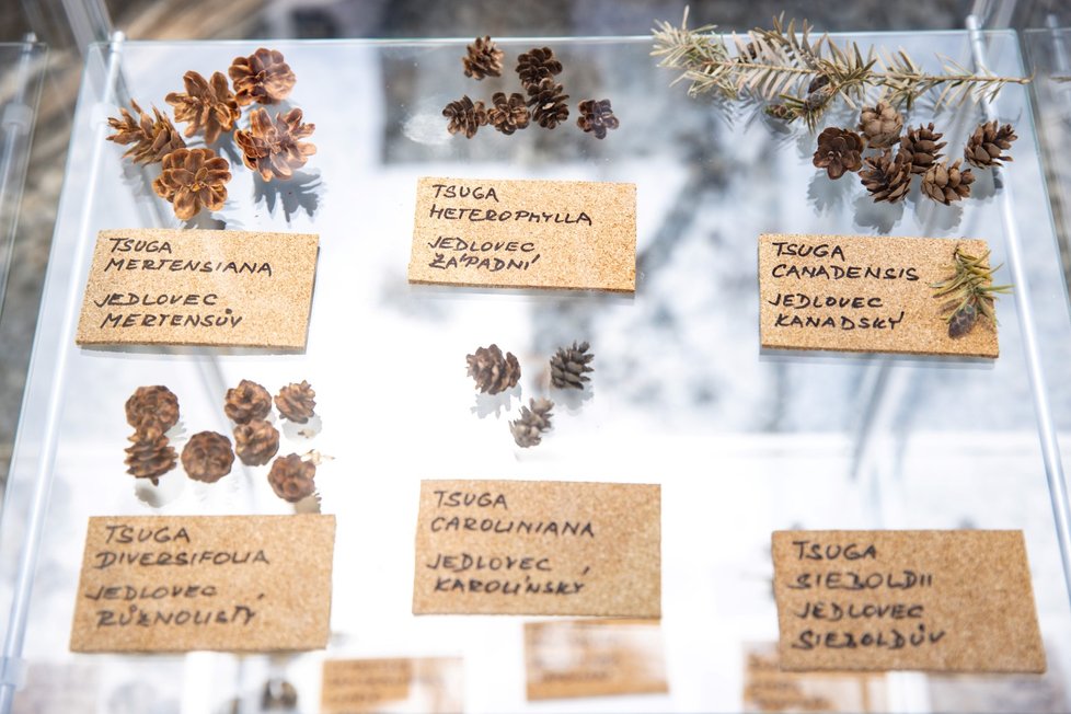 V trojské Botanické zahradě začala obří výstava o jehličnanech.