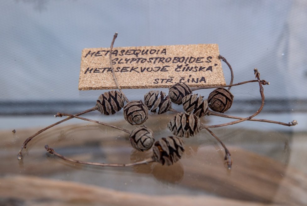 V trojské Botanické zahradě začala obří výstava o jehličnanech.