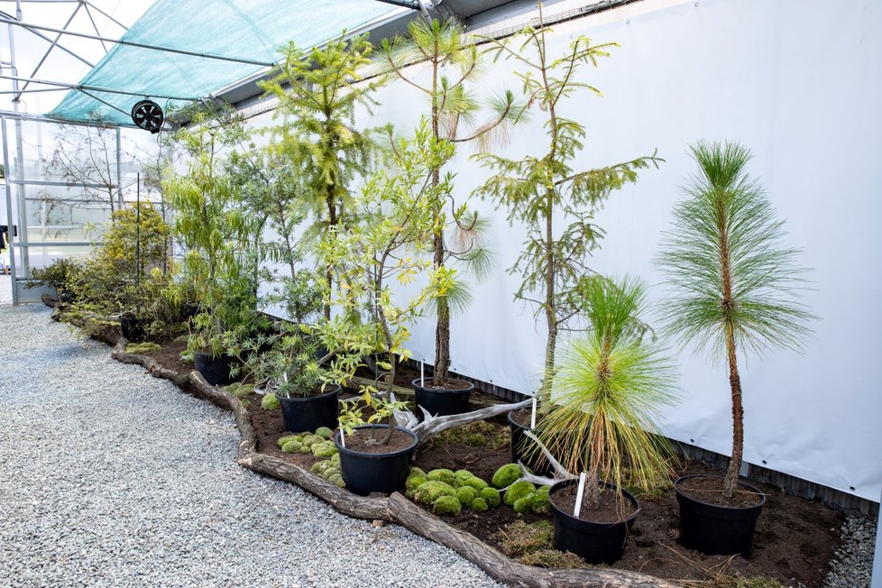 V trojské Botanické zahradě začala obří výstava o jehličnanech.