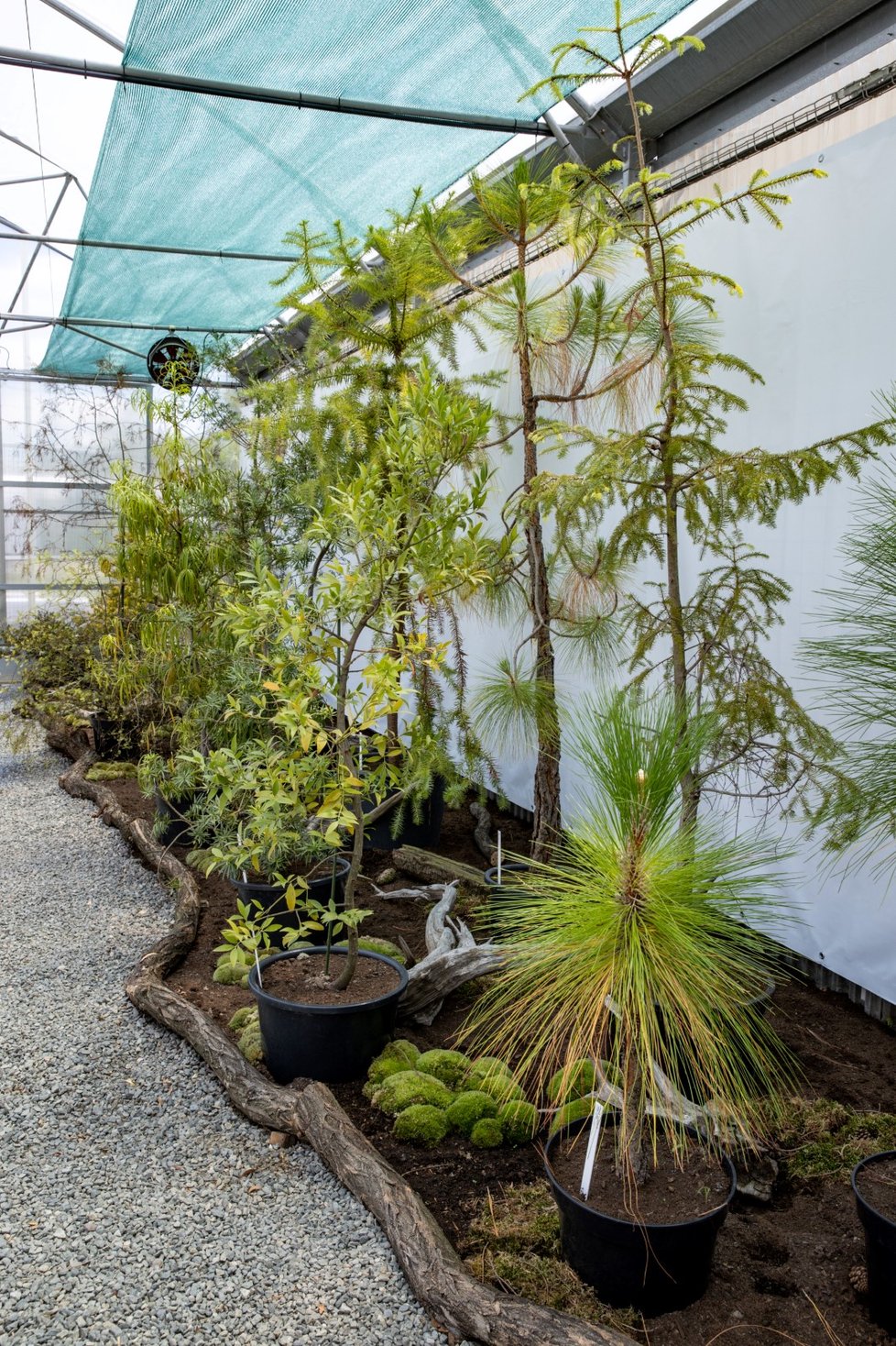 V trojské Botanické zahradě začala obří výstava o jehličnanech.