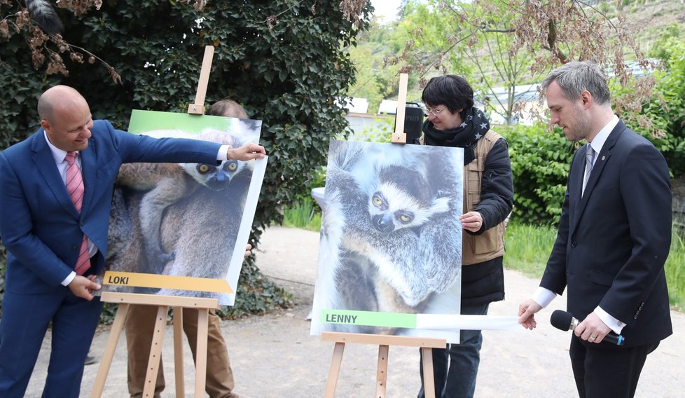 Náměstek Petr Hlubuček a primátor Zdeněk Hřib se stali kmotry mláďat lemurů kata.