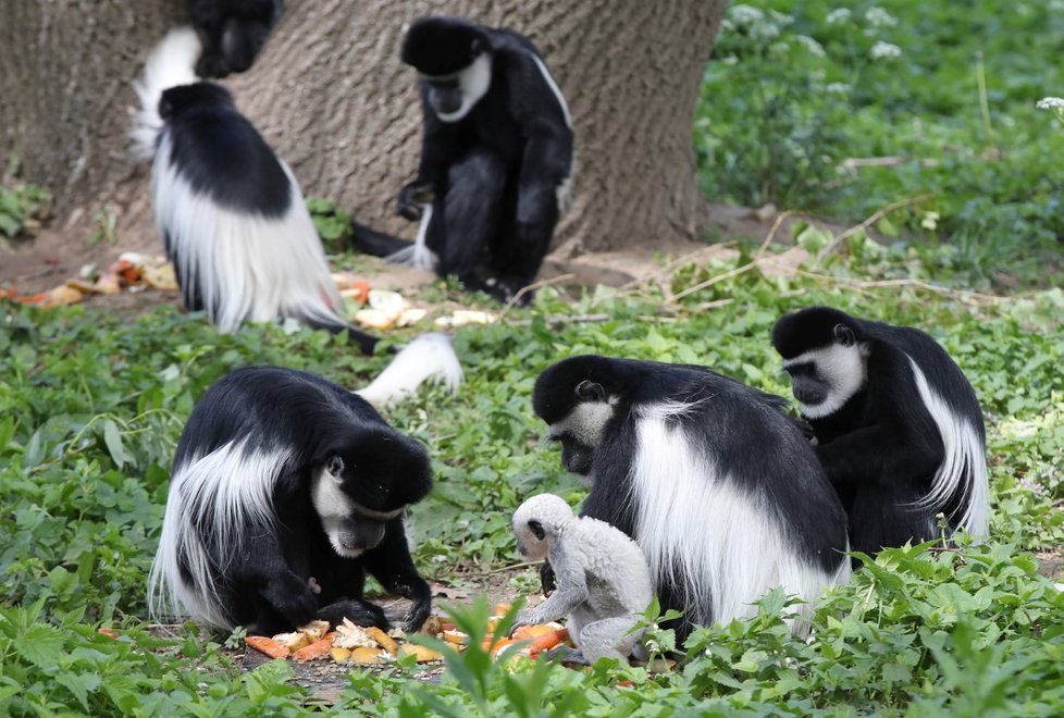 Zoologické zahrady v Česku odhadují, že ztráty kvůli koronaviru budou v jednotkách až deset milionů korun (ilustrační foto)