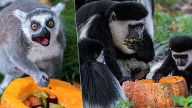 VIDEO: Zvířata v Zoo Praha si užila Halloween: Guerézy si pošušňaly na lahůdkách z dýní