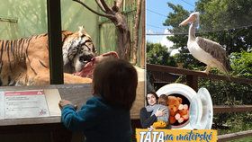 Táta na mateřské: Tipy a triky pro Zoo Praha. Kde nechat spát dítě a proč přijít v zimě