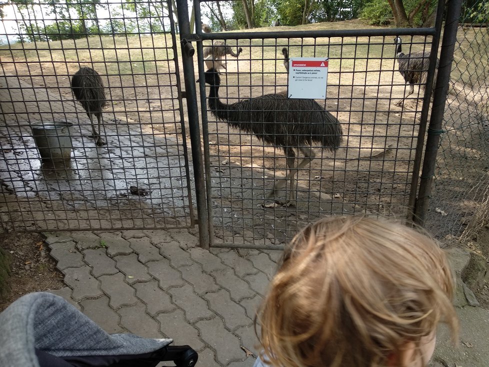 Mláďata emu byly letos velký hit. V půli srpna už byla poměrně velká.