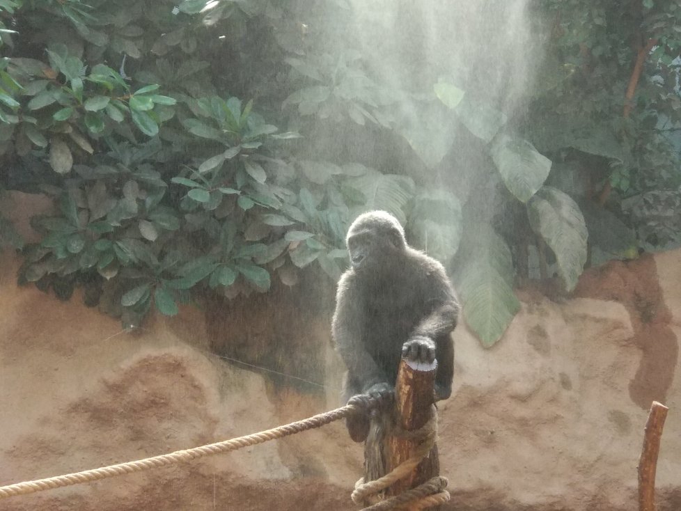 Nejmladší člen gorilí rodiny Ajabu se chladí v dusném létě.