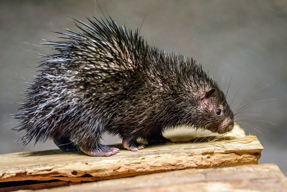 Zoo Praha chová tyto malé dikobrazy od roku 2016. V témže roce se v ní také narodilo první mládě. Chovnému páru se dosud narodilo osm mláďat v sedmi vrzích. Rok 2019 byl se třemi mláďaty zatím neúspěšnější.