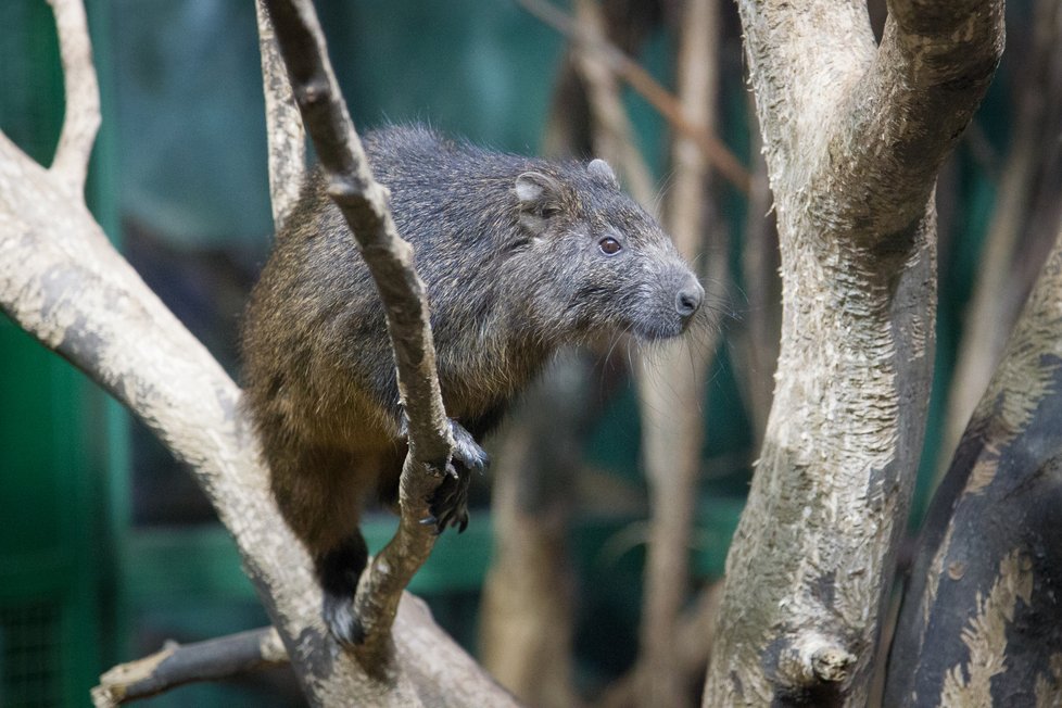 Kromě evropských chovů hutie mimo Karibik nikdo nechová. V Zoo Praha se rozmnožují nepřetržitě a pravidelně od roku 1998. Chovány tady byly ale již od roku 1963 v rámci tradičních vztahů mezi tehdejší ČSSR a Kubou. Celkem se od roku 1998 v pražské zoo narodilo 121 mláďat.