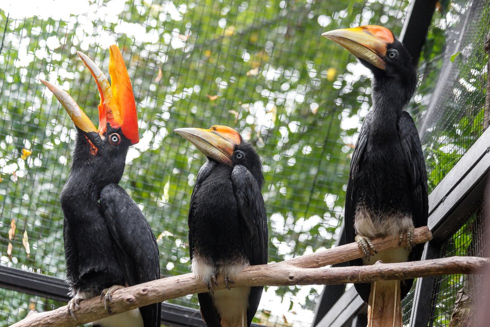 Zoo Praha v letošním roce odchovala historicky poprvé čtyři mláďata dvojzoborožce nosorožčího a vytvořila tak i celosvětový rekord v počtu odchovaných mláďat v jedné chovatelské sezóně.