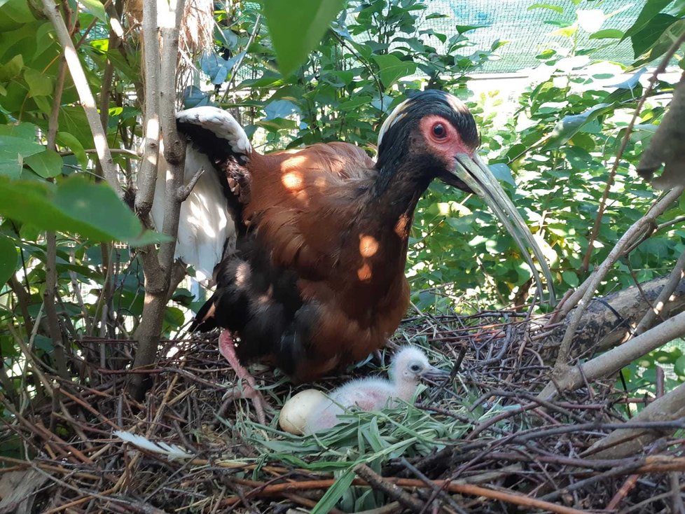 Zoo Praha se připojila do chovného programu ibise madagaskarského teprve v loňském roce, a již letos slaví úspěšný první český odchov tohoto výjimečného druhu.