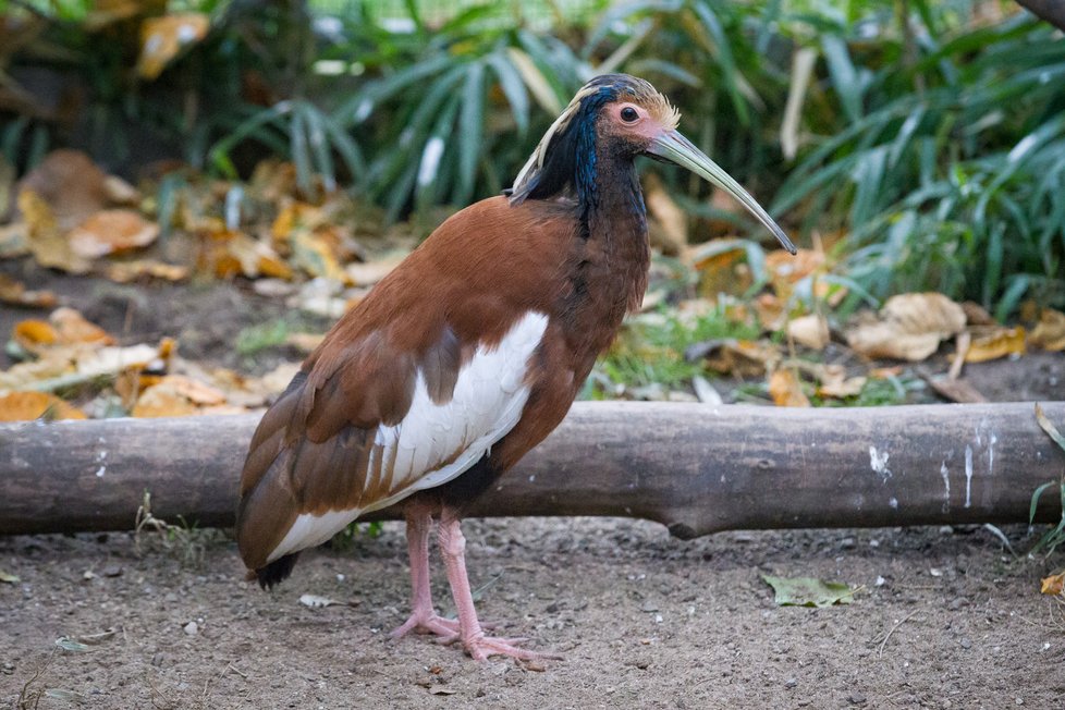 Ibis madagaskarský patří mezi početnou skupinu ptáků čeledi ibisovitých z řádu pelikáni. Ze všech 29 druhů ibisů ovšem ibis madagaskarský přeci jen vyniká svým vzhledem. Ačkoli měří až 50 cm, je díky svým krátkým nohám jedním z nejmenších druhů ibisů. Ještě zajímavější je však jeho typická chocholka. Ibis madagaskarský má jako jediný druh chocholku již od kořene zobáku.