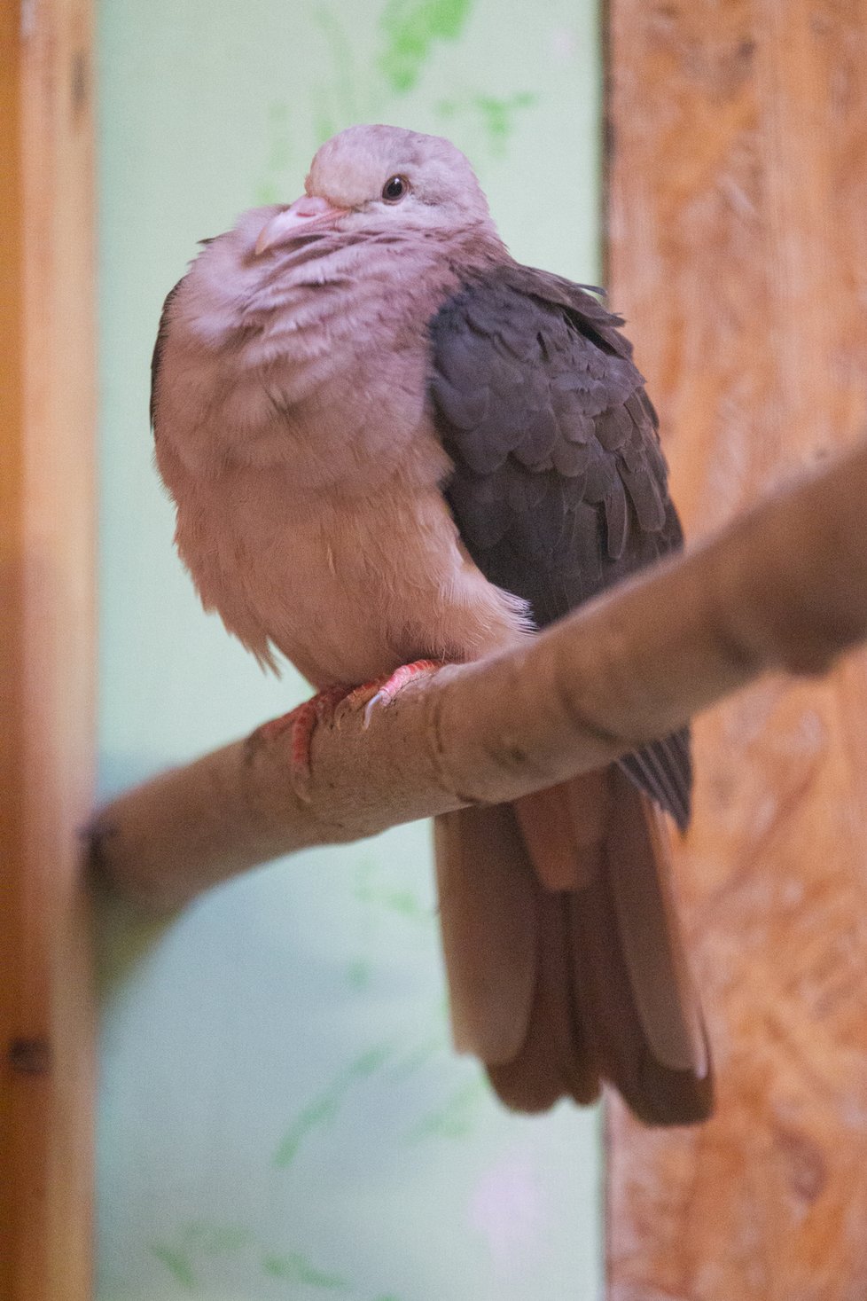 V roce 1991 přežívalo na světě pouhých 10 jedinců holuba růžového. Zoo Praha získala do svého chovu tyto vzácné holuby již v roce 2000 jako první česká zoo. Díky záchrannému programu zoologických zahrad se jejich populace v lidské péči zvyšuje a mohli být již i reintrodukováni na Mauriciu. Z původního zařazení mezi kriticky ohrožené druhy dle IUCN mohl být holub růžový v roce 2018 přeřazen do kategorie Zranitelný.