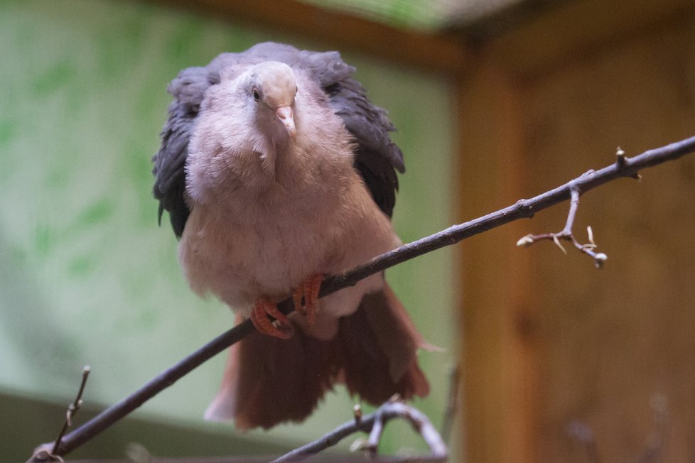 Holub růžový je endemitem ostrova Mauricius v souostroví Maskarén. Jako jediný zástupce čeledi Columbidae nebyl zcela vyhuben.