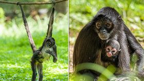 Radost v Zoo Praha: Chápanům se narodilo mládě. Drží se matky a zvědavě vykukuje