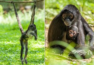 V Zoo Praha se narodilo mládě ohroženého chápana  středoamerického.