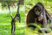 Radost v Zoo Praha: Chápanům se narodilo mládě. Drží se matky a zvědavě vykukuje