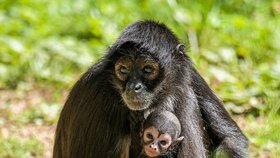 Samice chápanů středoamerických jsou velice obětavými matkami. Jediné mládě nosí dlouho v náručí nebo na zádech a dalšího potomka mívají až po dvou či třech letech.