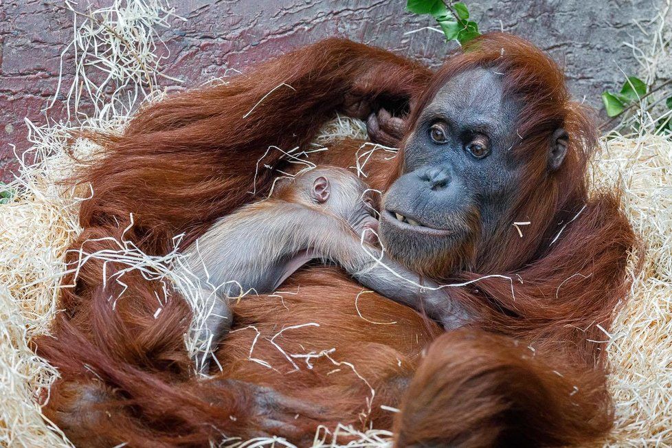 V Zoo Praha se v úterý 17. listopadu narodilo mládě orangutana sumaterského.