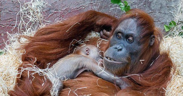 V Zoo Praha se v úterý 17. listopadu narodilo mládě orangutana sumaterského.
