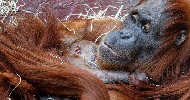 V Zoo Praha se v úterý 17. listopadu narodilo mládě orangutana sumaterského.