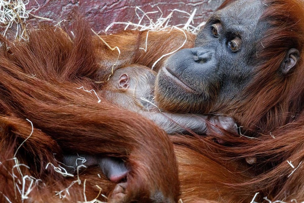 V Zoo Praha se v úterý 17. listopadu narodilo mládě orangutana sumaterského.