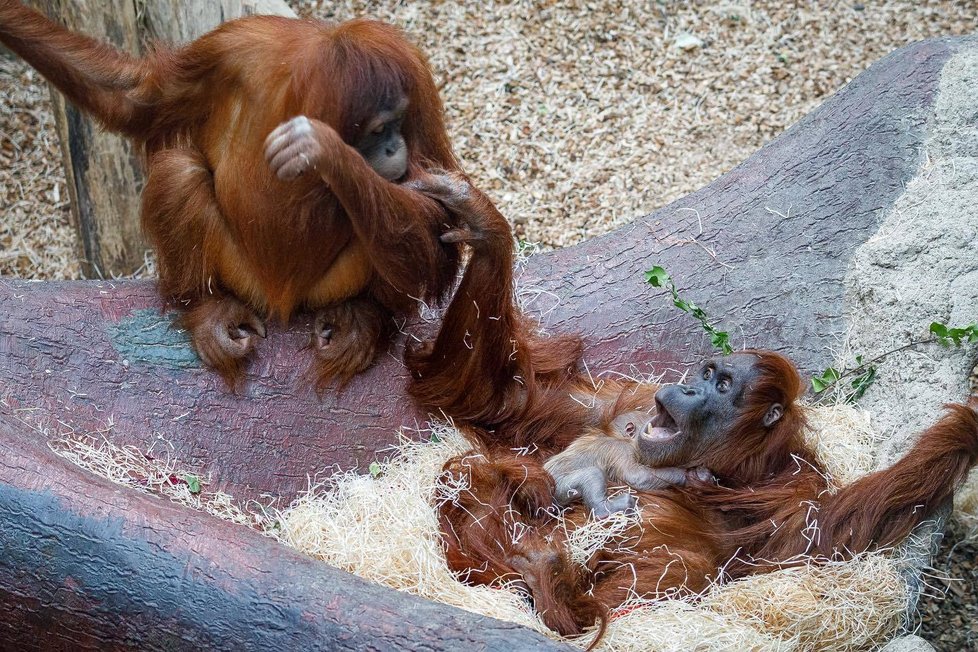 V Zoo Praha se v úterý 17. listopadu narodilo mládě orangutana sumaterského.