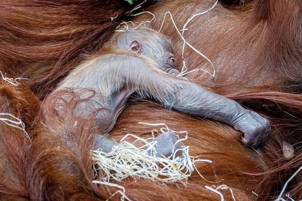 V Zoo Praha se v úterý 17. listopadu narodilo mládě orangutana sumaterského.