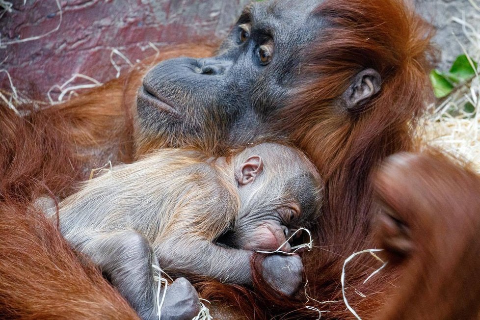 V Zoo Praha se v úterý 17. listopadu narodilo mládě orangutana sumaterského.