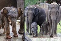 Dobrodružství v Údolí slonů v Zoo Praha! Mladší samička si schrupla, starší hrabala v trávě