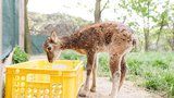 Předčasné Vánoce v oboře: Chuchelský zookoutek láká „ježíšky“