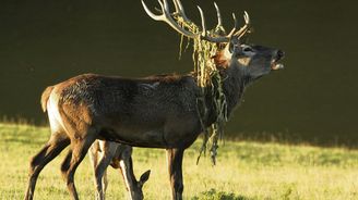 Lovci loni v Česku skolili jeleny za půl miliardy. Létají za nimi i vrtulníkem