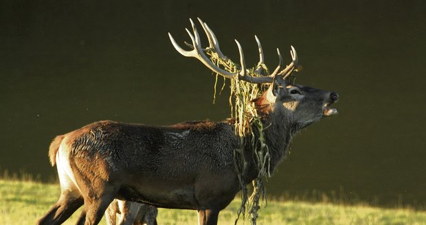 Myslivec uřízl hlavu uhynulého jelena, toužil po trofeji. Ilustrační foto.