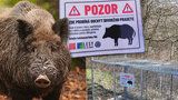 Ve Zbraslavi nalíčili past na březí bachyni: Prochází se i kolem školy, do klece ji láká kukuřice