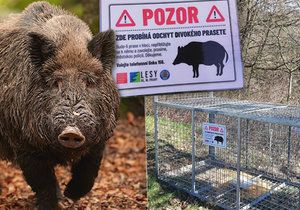 Bachyně ohrožuje děti ve Zbraslavi. Městská policie na ni políčila.