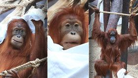 Orangutani v pražské zoo si uspořádali prostěradlovou párty:  Baf, jsem bubák!