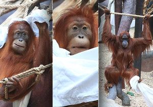 Orangutani v Praha Zoo pořádně řádili.
