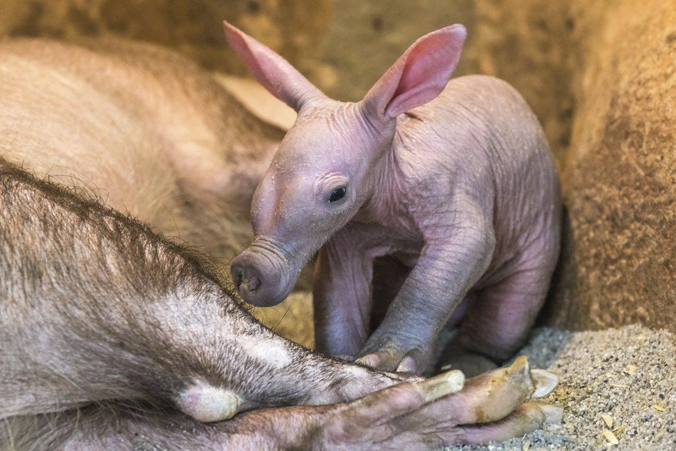 Mládě hrabáče kapského k vidění již ode dneška v Zoo Praha