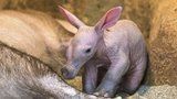 Pražská zoo dnes představí tříkilové mládě hrabáče. Chovatelé dávají pozor, aby ho matka nezabila