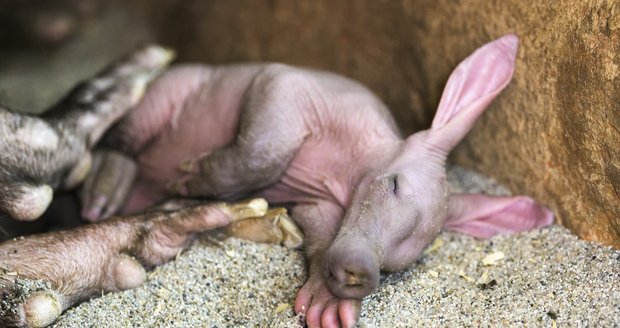 Mládě hrabáče kapského k vidění již ode dneška v Zoo Praha