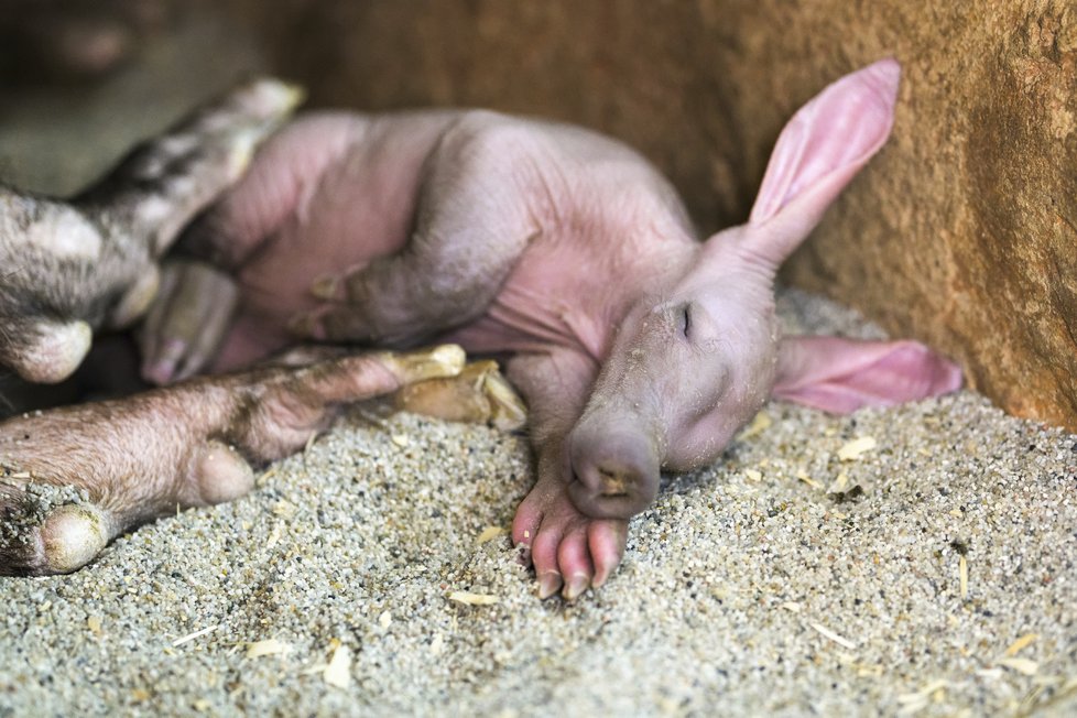 Mládě hrabáče kapského k vidění již ode dneška v Zoo Praha