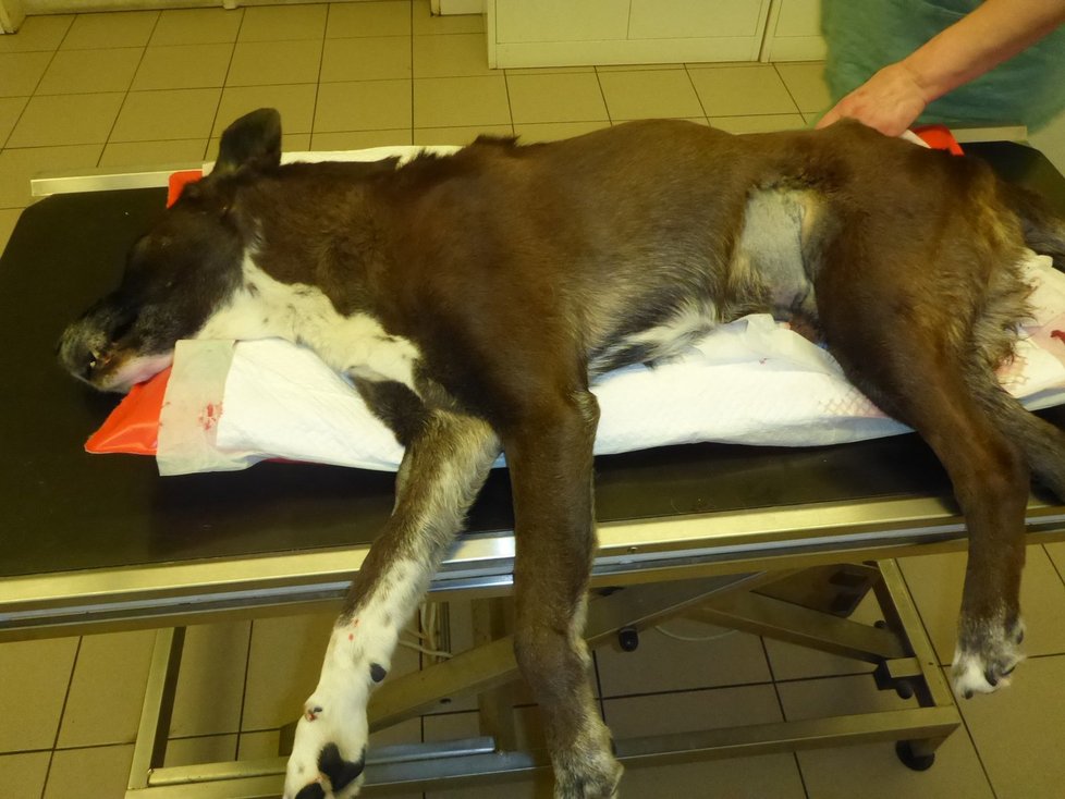 Veterináři zachránili život opuštěnému pejskovi. Z těla mu vyoperovali 1,27 kilogramový tumor.