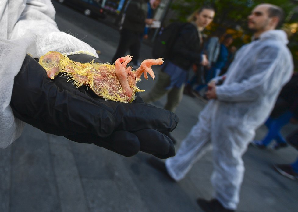 Na Václavském náměstí demonstrovali lidé v souvislosti s Velikonocemi. Tichým protestem upozorňovali na kruté zacházení s drůbeží při produkci vajec.