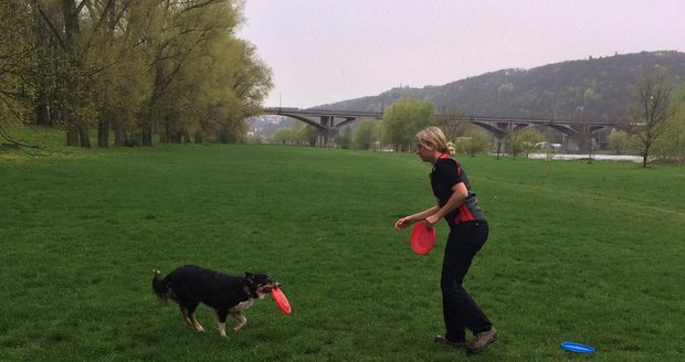 Míša trénuje psí frisbee se svými třemi border koliemi, s jednou se dokonce umístila jako osmá nejlepší v mistrovství světa.