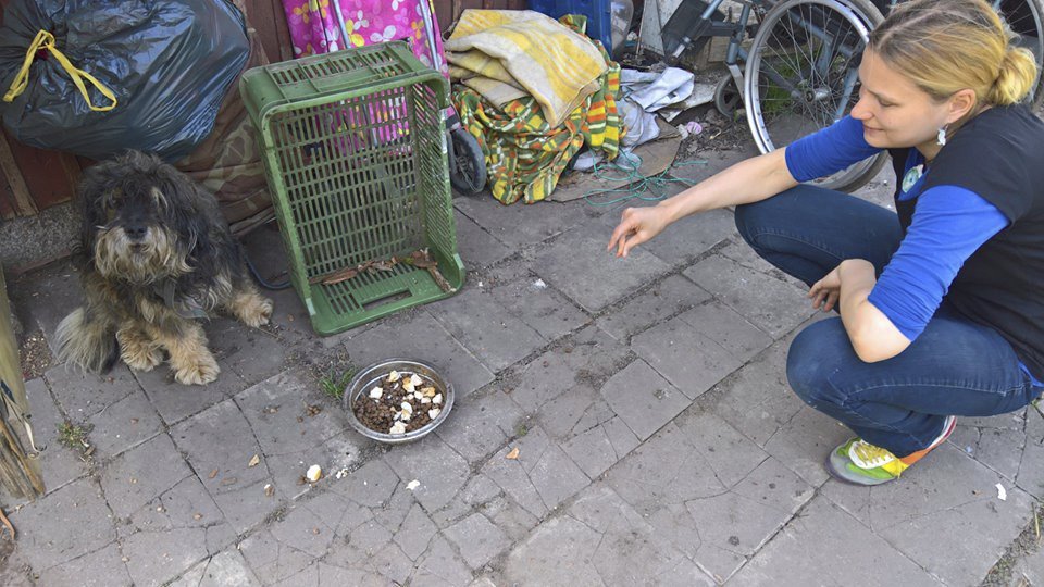 Pejsci bezdomovců jsou celý den venku, mají spoustu psích kamarádů a misku vždycky plnou.