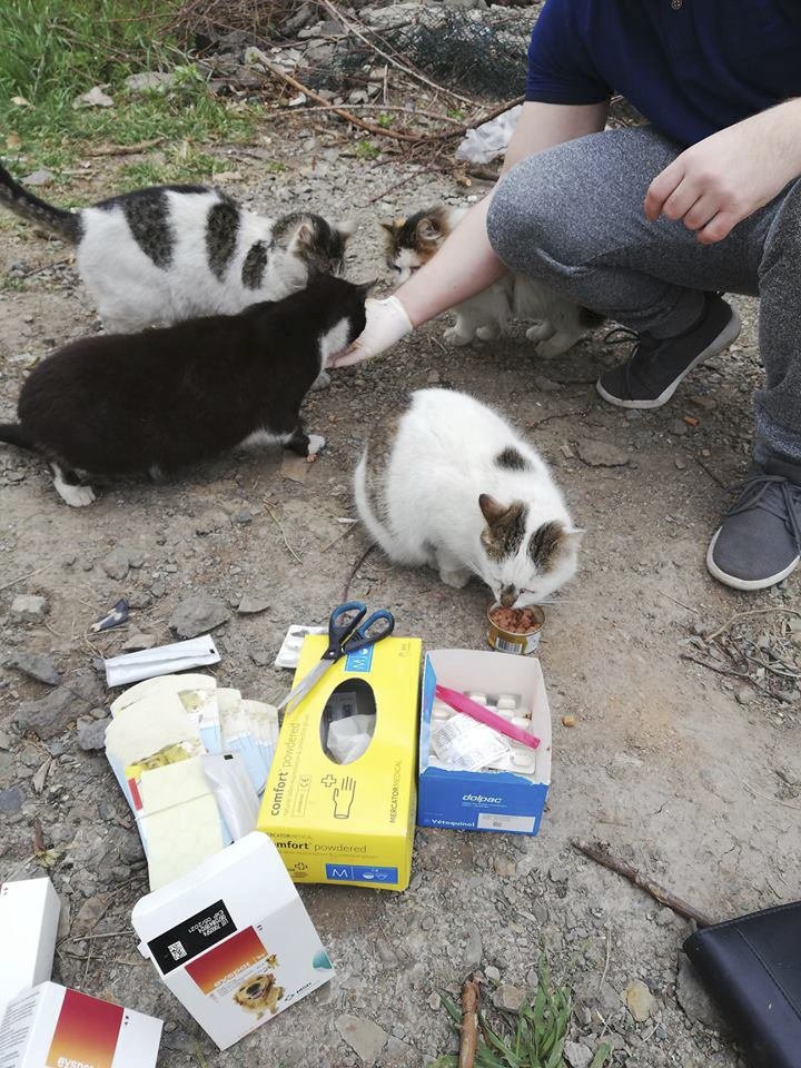 Kromě psů se streetworkeři starají také o polodivoké kočky, jejichž počet skoro nikdy neklesá.