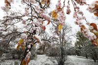 Nevídaný úkaz v Riegrových sadech: Rozkvetlé sakury zasypal sníh!