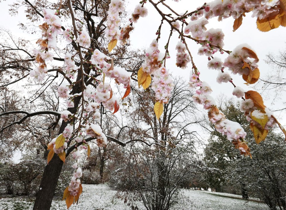 Kvetoucí sakury v Riegrových sadech zasypal sníh. (19. listopadu 2022)
